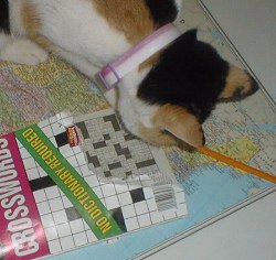 La Gata doing a crossword