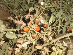 The Tomato Bush That Ate El Dorado