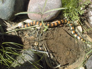 Will this snake in the grass change its stripes?