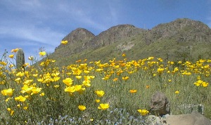 A Field of Mexican Poppies