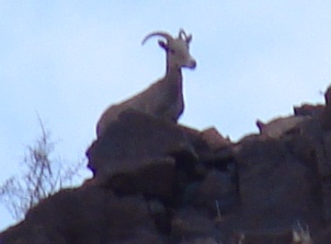 Big Horn Sheep at Saddle Mountain
