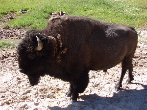 An American Buffalo a.k.a Bison.