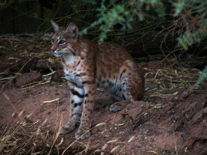 Bobcat or Lynx at La Casa Blanca - Schrody efoto