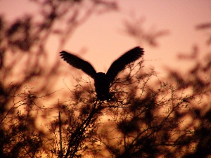 Owl at LCB at Sunset - Schrody efoto