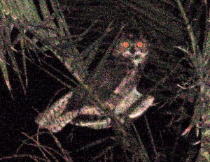 Owl at La Casa Blanca in Date Palm - Schrody efoto