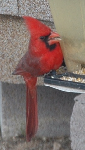 Northern Cardinal at feeder.
                  Someone else's photo but I don't recall who.