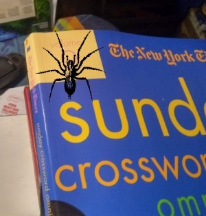Spider doing crossword
