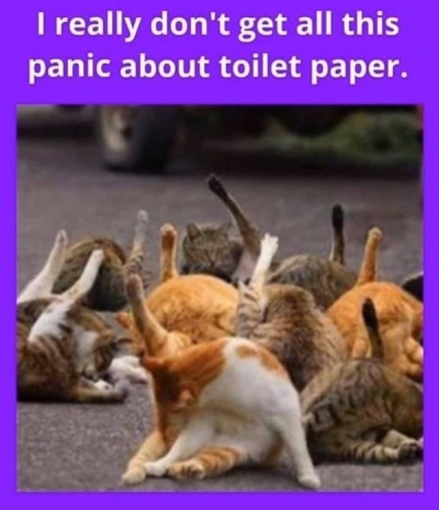 Cats' Toilet Paper
