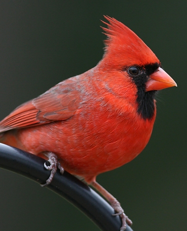 Norther Cardinal. Photo from the wwweb.