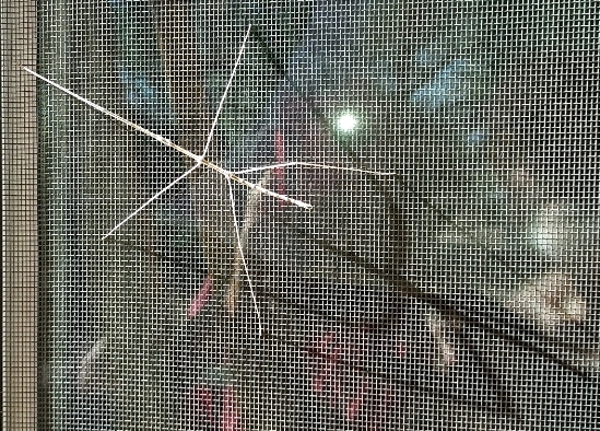 How much is that stick bug in the window?