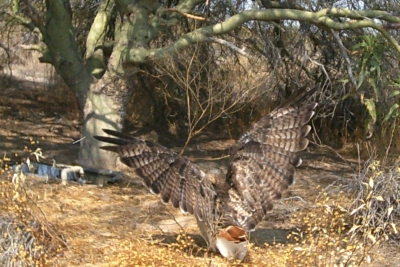 Red Tailed Hawk