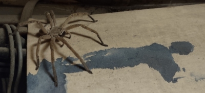 Ms Wolf Spider