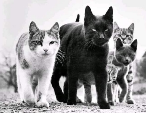 The Mob. New Jersey, 1961, Walter Chandoha. Cats.
                  Photographs 19422018 is published by Taschen